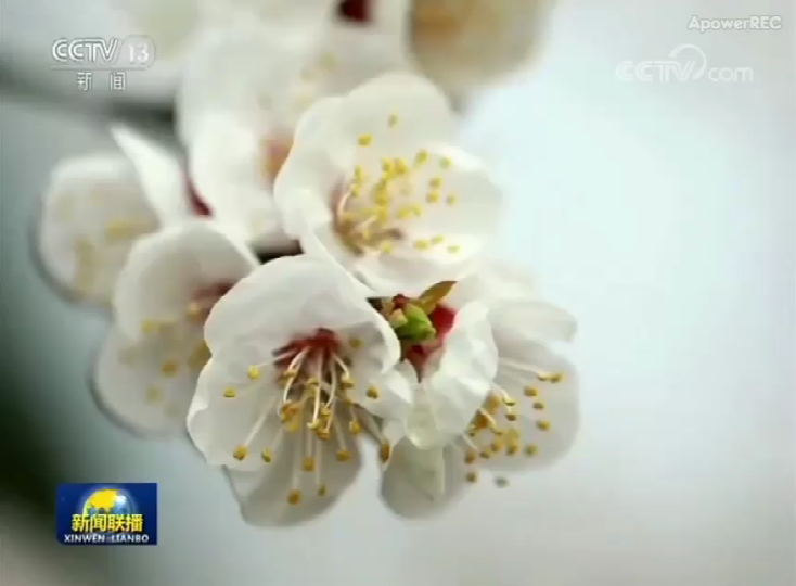 新闻联播报道芒砀山杏花.png