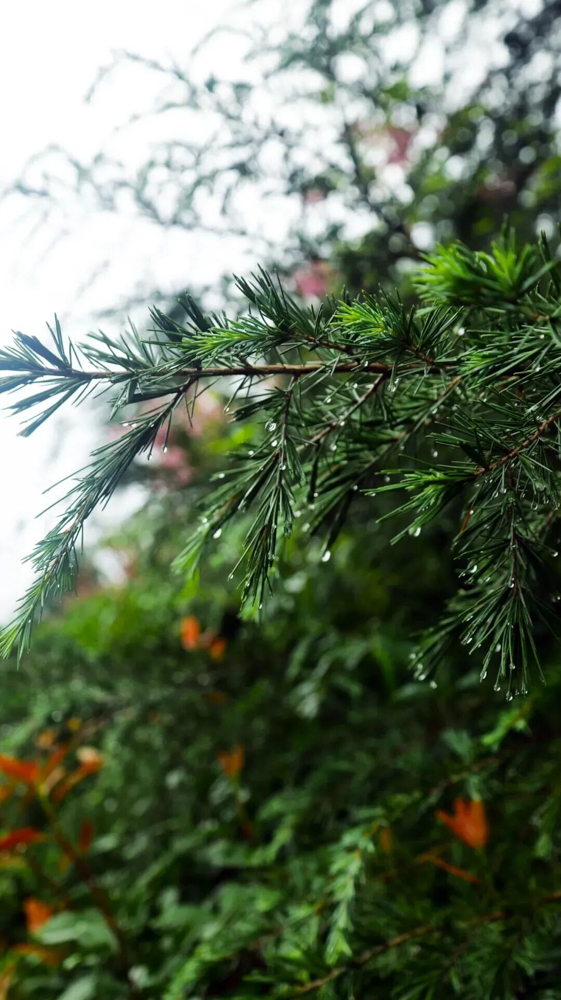 1759974026102785.jpg 2.jpg