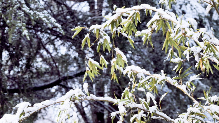 1765848730550428.jpg 微信图片_2025-12-16_092634_524.jpg